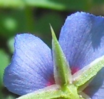 Lysimachia (=Anagallis) arvensis